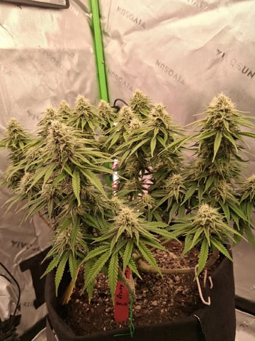 fruity pebbles, cap junky — flower, day 95