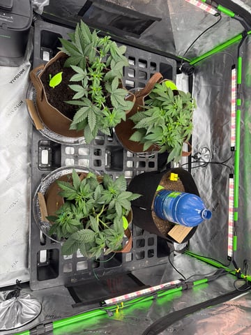 First Grow – Learning Every Day — vegetative, day 10
