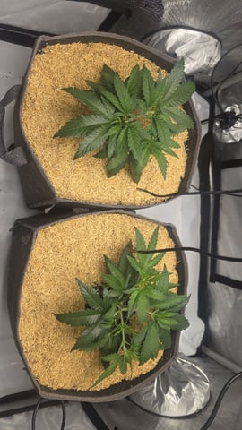 lilac diesel Rbx2 — vegetative, day 38