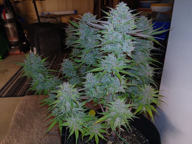 Lsd25, Dosido,GDP All Autos. — grow_setup, day 61