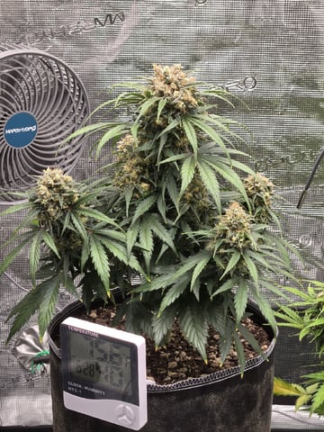 StrawZ (autoflower) — flower, day 78