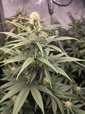 Coco Grow — flower, day 71