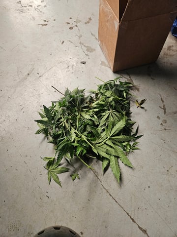 BLACKCHERRY SHERB — vegetative, day 13