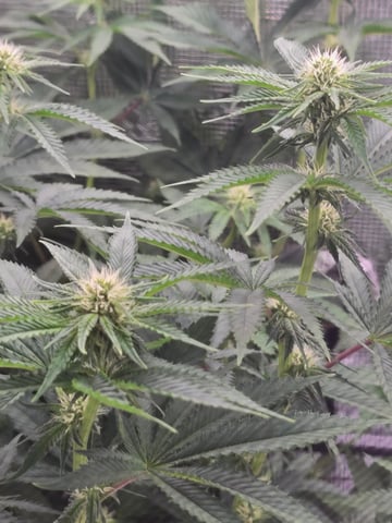 Northern lights #10 (Alaska) — flower, day 54