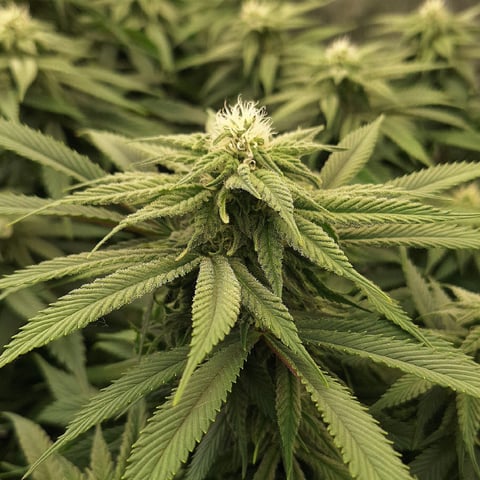 Gorilla Girl Autopot — flower, day 136