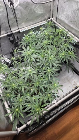 lilac diesel Rbx2