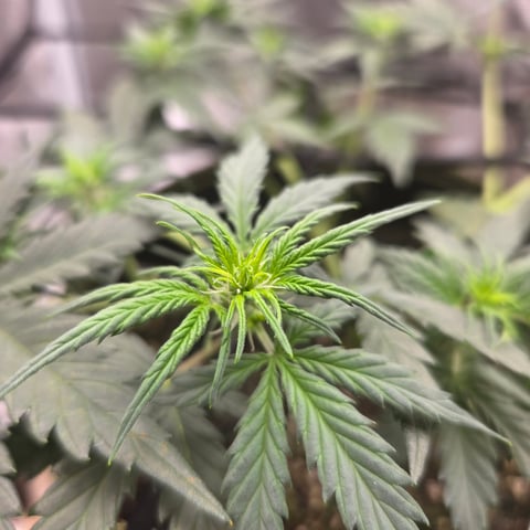 Purple Haze Auto — flower, day 38