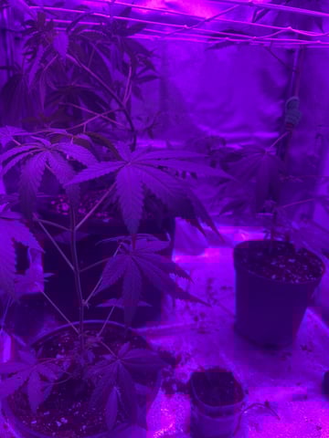 First attempt grow 😶‍🌫️ — vegetative, day 56