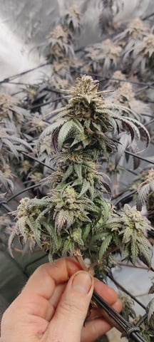 Grape Gasoline — flower, day 45