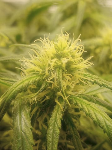 ethos — flower, day 26