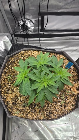 Original 1990 genetics  — vegetative, day 45