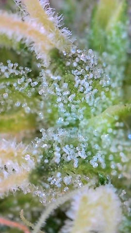 First ever grow — flower, day 78