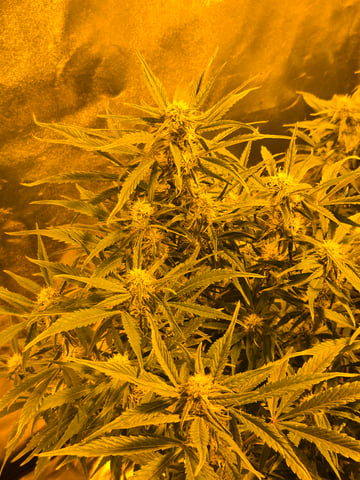 2nd Autoflower Indoor Grow — flower, day 53