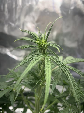 Indoor — vegetative, day 35
