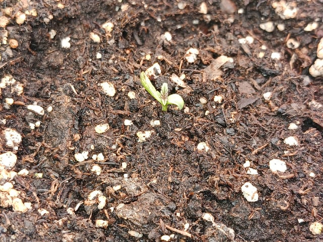 Christmas Stash 🎄  — germination, day 11