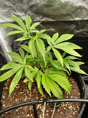 1st — vegetative, day 14