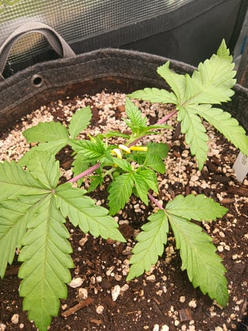 HP CC — vegetative, day 28