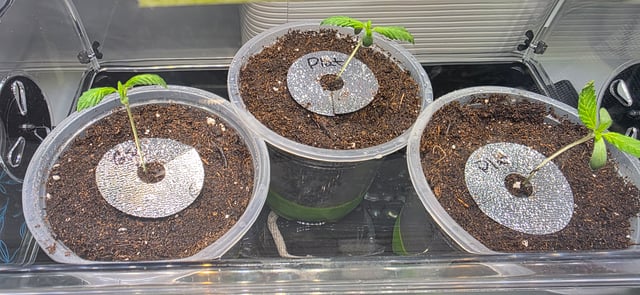 Girl Scout Cookies  — vegetative, day 15