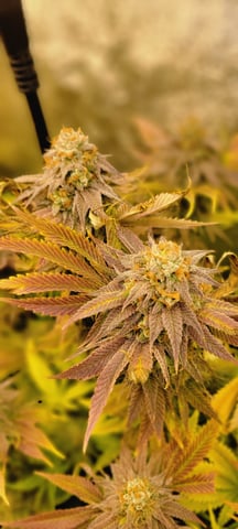 $chooners Grow — flower, day 43