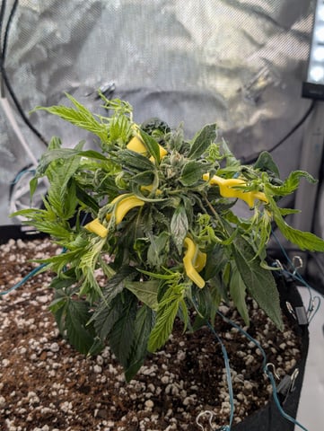 C99 CloneWars! — vegetative, day 8