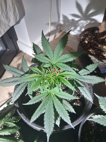 Panama Red Regular Jamaican Landraces — grow_setup, day 1