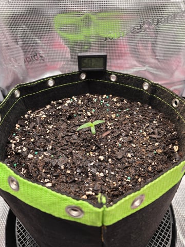 blue dream auto — vegetative, day 10