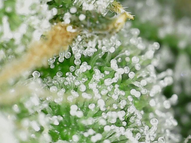 Fastbudz Ztrawberriez — flower, day 76