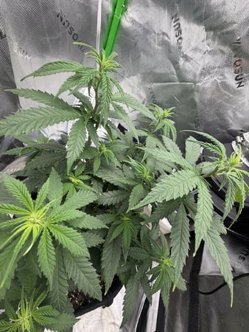 Special Queen 1 — flower, day 46