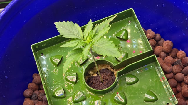 Fastbuds Autoflower Run — vegetative, day 15