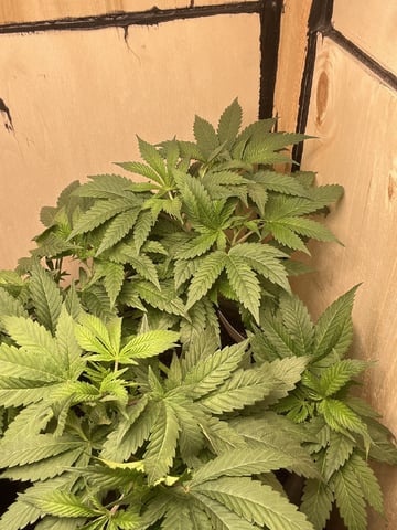 white 🕷️  — vegetative, day 48