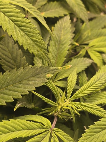 Platnium Jelly — flower, day 73