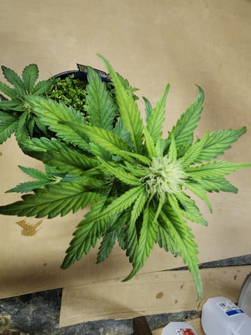 Mephisto Apple Crush in Nature's Living Soil  — flower, day 44