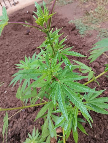 imrich se grooi  — vegetative, day 45