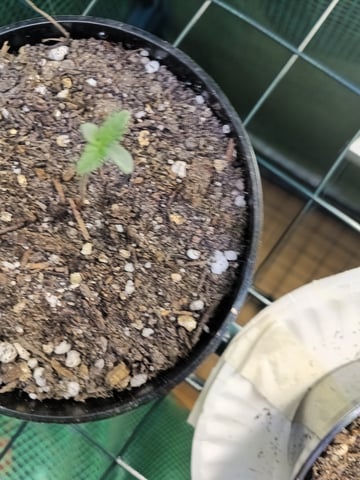 First grow indoor Auto euphoria  — seedling_rooting, day 1