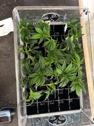 Pink Passion Fruit — vegetative, day 33