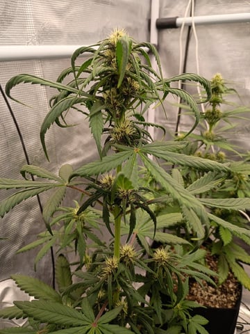 FastBuds-Auto Mix Pack-Quad Mystery — flower, day 38