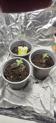 3x Strains — seedling_rooting, day 11