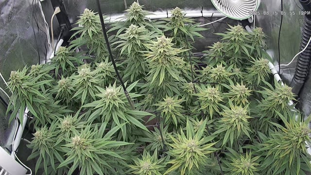 Starfighter/Ohio Guptilla Hybrid — flower, day 24