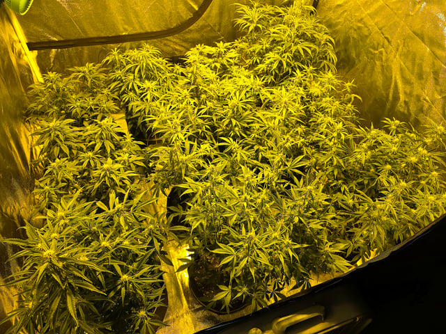 2nd Autoflower Indoor Grow — flower, day 52