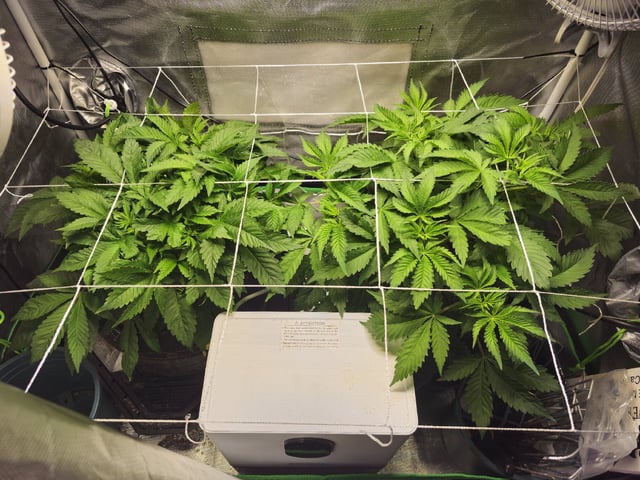 Kushberry Moonrocks — vegetative, day 31