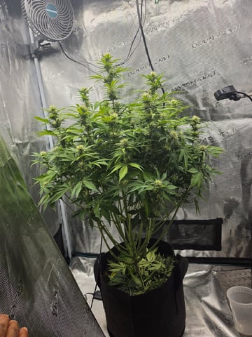 Super Skunk Auto  — flower, day 20