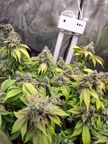 SoFloBudz — flower, day 103