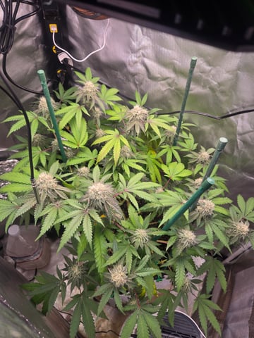 Looking for advice! — flower, day 81