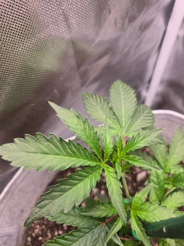 Looking for advice! — vegetative, day 20