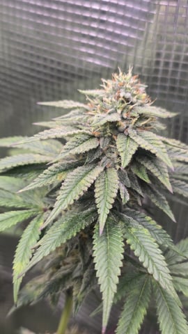 Blueberry Swirl — flower, day 77