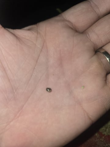 3rd Auto Grow — flower, day 101