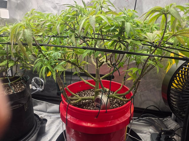 First Grow — vegetative, day 40