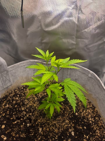 Looking for advice! — vegetative, day 15