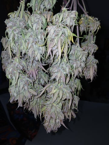Lsd25, Dosido,GDP All Autos. — grow_setup, day 66