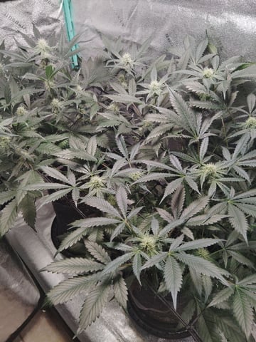LSD Auto — flower, day 30